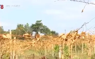 Gia Lai: Liên tục xảy ra tình trạng phá hoại cây trồng