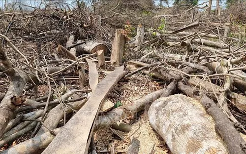 Phá rừng, 7 người dân bị xử phạt hơn 787 triệu đồng