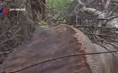 Làm rõ trách nhiệm vụ phá rừng tự nhiên tại Quảng Bình