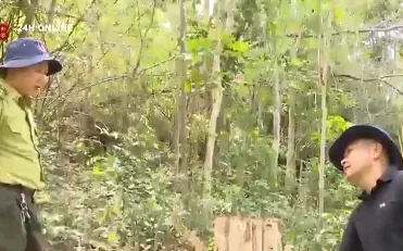 Gia Lai khởi tố vụ phá rừng tại huyện Kông Chro