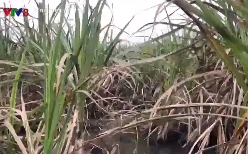 Nông dân gặp khó vì thời tiết bất lợi