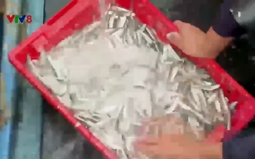 Ngư dân Quảng Ngãi trúng lộc biển đầu năm