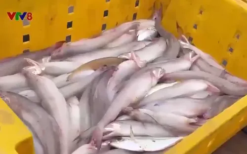 Ngư dân Quảng Bình trúng đậm cá khoai đầu năm