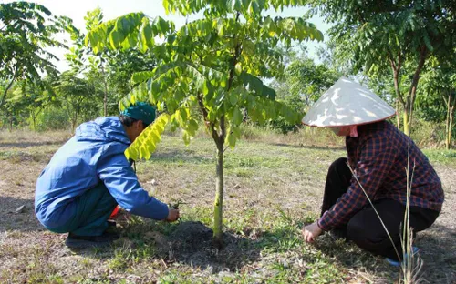 Tái tạo rừng lim tại Khu di tích lịch sử chiến thắng Bạch Đằng