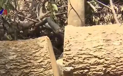 UBND tỉnh Khánh Hòa chỉ đạo kiểm tra, xử lý nghiêm vụ phá rừng ở thị xã Ninh Hòa