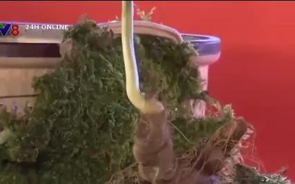 Khai mạc Phiên chợ Sâm Ngọc Linh, các dược liệu khác gắn với du lịch huyện Tu Mơ Rông lần thứ 2