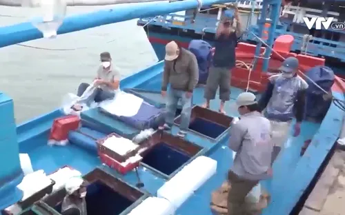 Phú Yên: Ngư dân câu cá ngừ mở biển