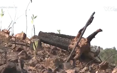 Nghệ An: Điều tra vụ phá rừng, đánh cán bộ bảo vệ rừng