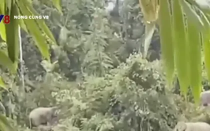 Nhiều khó khăn và thách thức trong bảo tồn Voi