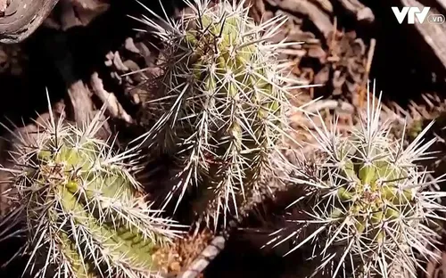 40% loài động, thực vật ở Mỹ có nguy cơ tuyệt chủng