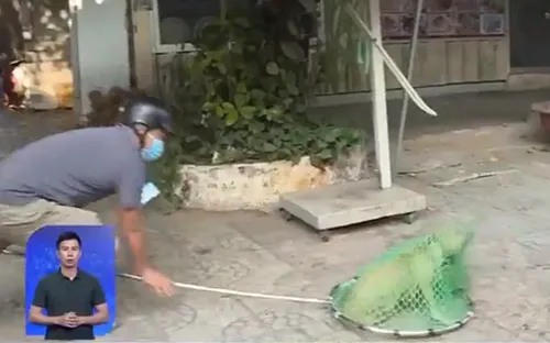 Theo chân đội bắt chó, mèo thả rông