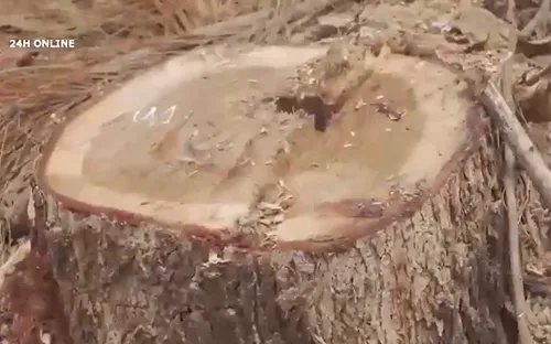 Nghệ An liên tiếp xảy ra phá rừng, trách nhiệm thuộc về ai?