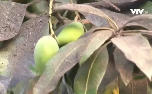 Nhà máy đường thải tro bụi gây ô nhiễm khu dân cư