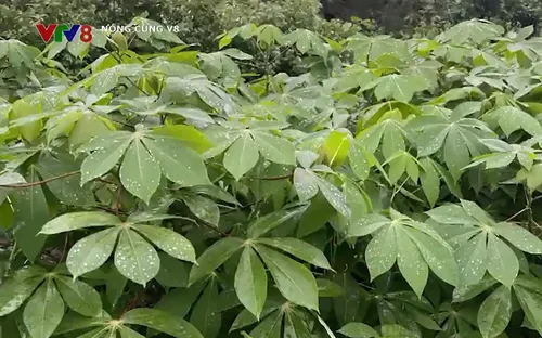 Nhiều khó khăn để đưa giống sạch đến nông dân