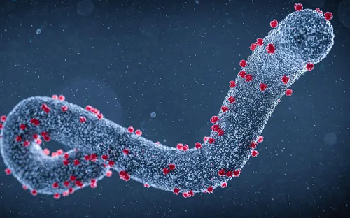 Tăng cường giám sát và ngăn chặn bệnh Marburg