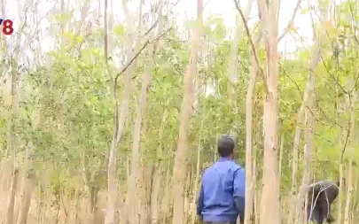 Người Ba Na bảo tồn rừng gỗ trắc quý hiếm