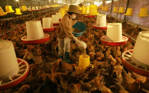 Đưa cơ sở chăn nuôi ra khỏi khu dân cư: Cuộc đại "di dời" của ngành nông nghiệp