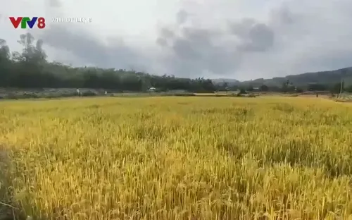 Quảng Ngãi: Trà lúa sớm thất thu