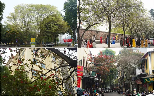 Hà Nội tháng 3: Sắc hoa đua nở đan xen mùa thay lá đẹp ngẩn ngơ