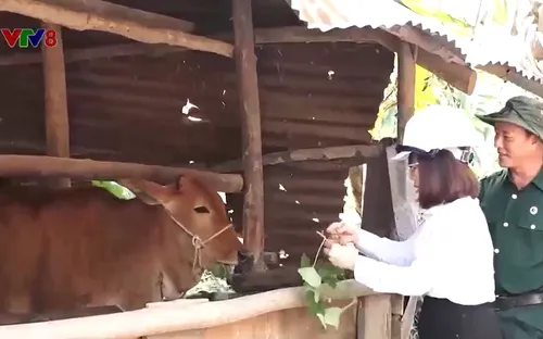 Công ty Điện lực Phú Yên tặng bò giống cho hộ nghèo