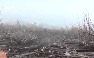 Phú Yên: Hỗ trợ tiêu thụ hơn 5.000 tấn mía cháy cho nông dân