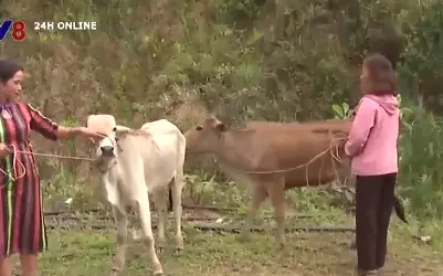 Trao sinh kế cho phụ nữ nghèo vùng biên