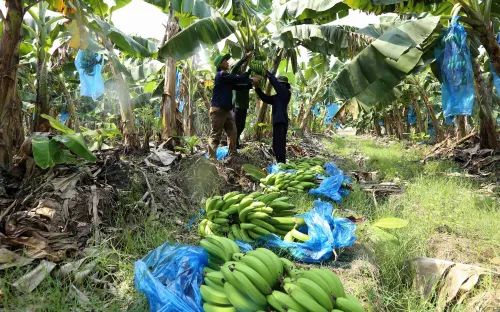 Bị thu hồi mã số vùng trồng, nông dân trồng chuối như ngồi trên lửa