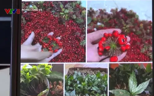 Ngăn chặn trục lợi thương hiệu Sâm Ngọc Linh