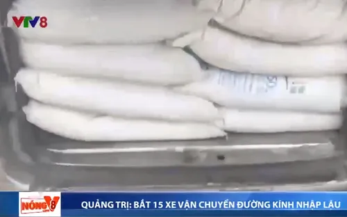 Quảng Trị phát hiện, bắt giữ 15 xe tải chở đường kính lậu