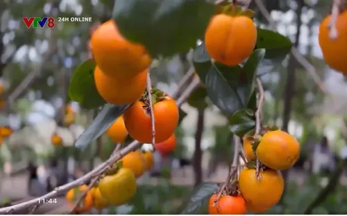 Đà Lạt mùa hồng chín