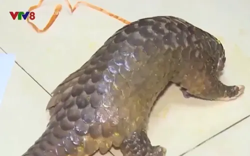 Đấu tranh với tội phạm mua bán động vật hoang dã