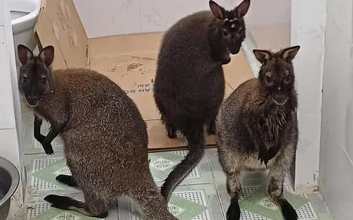 Phát hiện 3 con chuột túi ở Cao Bằng