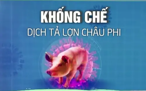 44 tỉnh, thành phố đã xuất hiện dịch tả lợn châu Phi