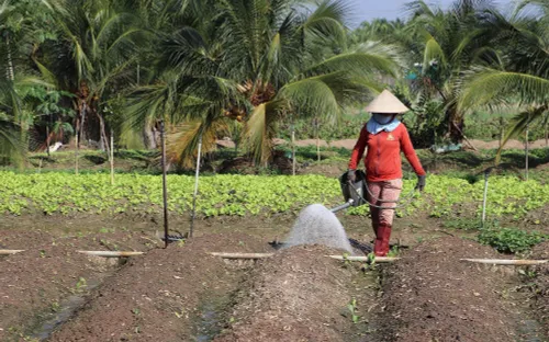 Tham gia BHXH tự nguyện, nông dân cũng có lương hưu