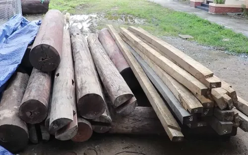 Xử phạt vụ phát hiện gỗ lậu trên đất của cán bộ huyện