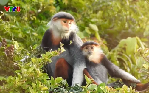 Sắp diễn ra Giải chạy "VTV8 - Thử thách Sơn Trà năm 2023"