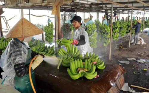 Gần 7.000 mã số vùng trồng được cấp để xuất khẩu quả tươi