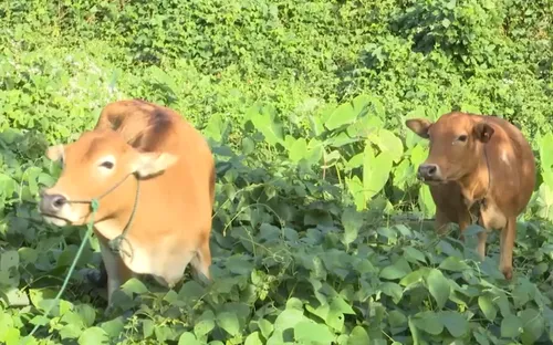 Xã cấp bò, dân nhận bê