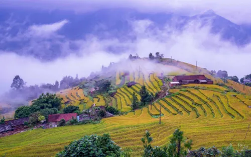 Mùa lúa chín ở Bình Liêu