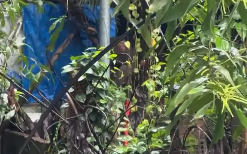 Khỉ tấn công người. Chuyện gì đang xảy ra ở Quảng Nam?