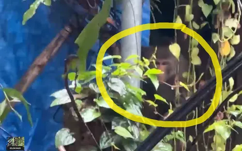 Khỉ xuất hiện trong khu dân cư, cuộc sống người dân bị đảo lộn