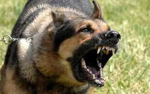 Bé trai 3 tuổi bị chó dại cắn rách lưỡi