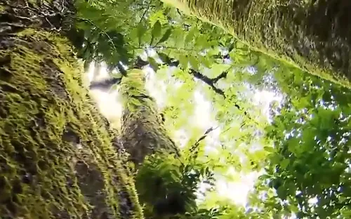 Xây dựng đề án thí điểm kinh doanh tín chỉ carbon rừng