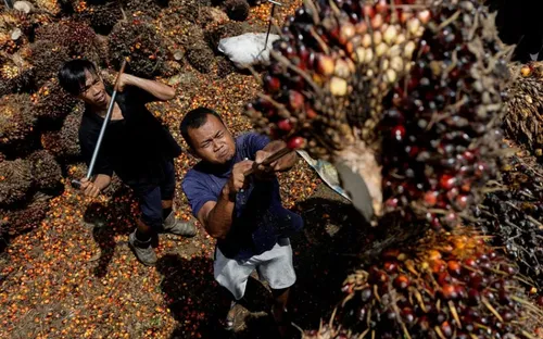 Dầu cọ - Tâm điểm của cuộc chiến “lý tưởng xanh”