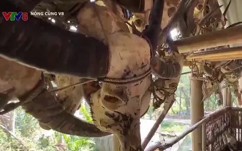 Tái nghèo sau lễ cúng trâu