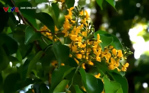 Lễ hội "Tam Kỳ - Mùa hoa sưa" thu hút du khách