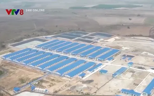 Ô nhiễm mùi từ những cơ sở chăn nuôi gia súc ở Gia Lai