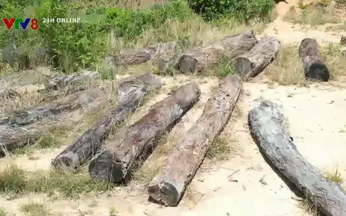 Kon Tum: Lúng túng trong việc xử lý gỗ tang vật