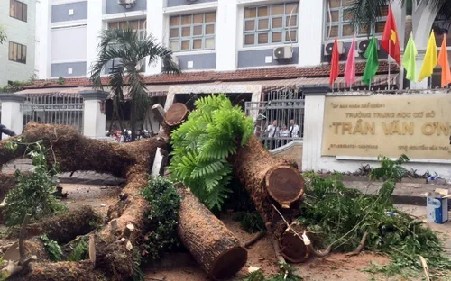 Cây xanh trong trường bật gốc, nhiều người bị thương