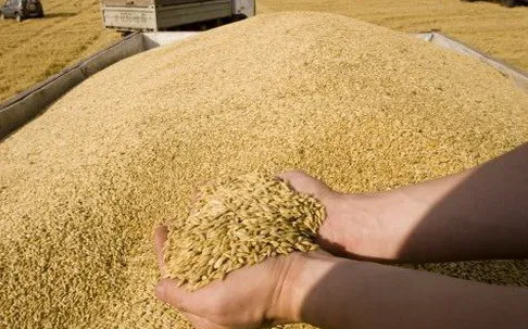 Nga giành lợi thế trong xuất khẩu ngũ cốc